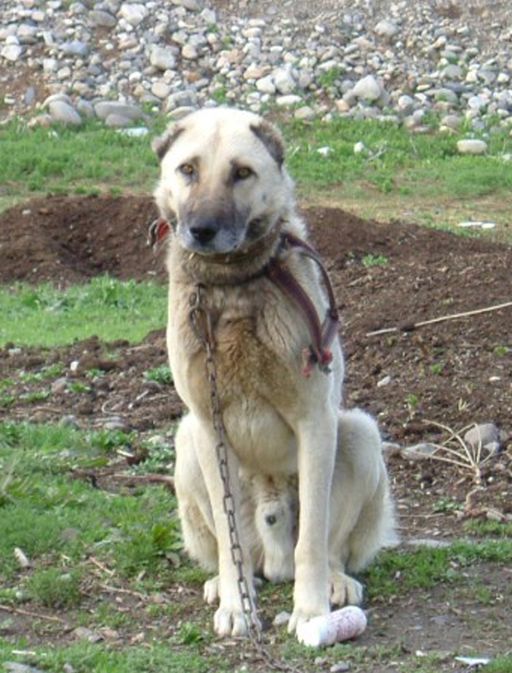 Savaşköy, Eleşkirt, Ağrı